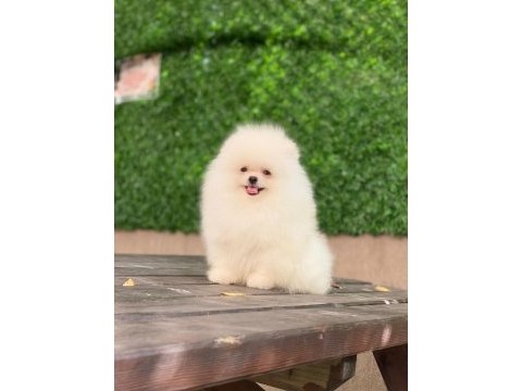 Ankaranın en seçkin pomeranian yavruları