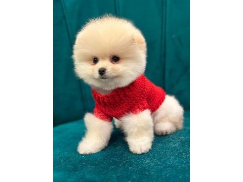 Pomeranian boo yavruları