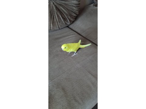 1 aylık yavru dişi muhabbet kuşu