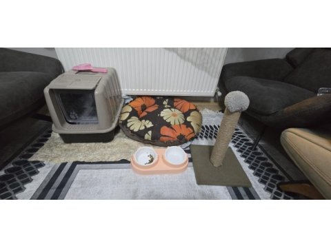 2.5 aylık british shorthair