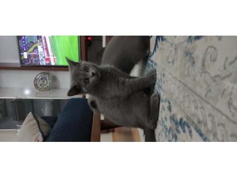 British shorthair