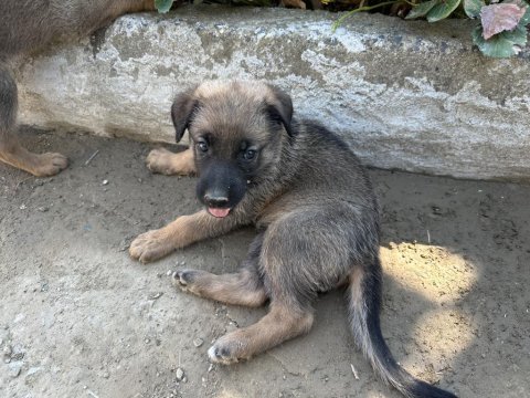 Safkan belçika kurdu 45 günlük