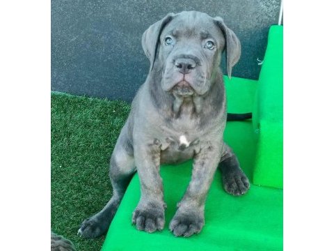 Cane corso kapıda ödemeli çiftlik kredi kartı geçer