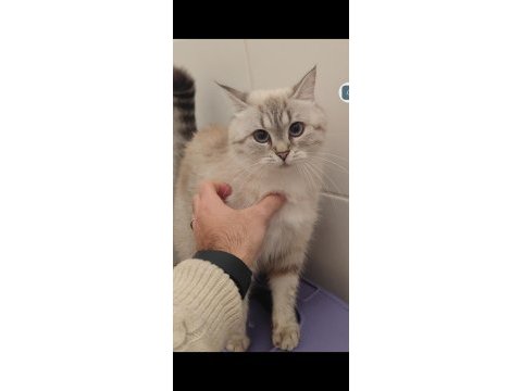 Ücretsiz british longhair