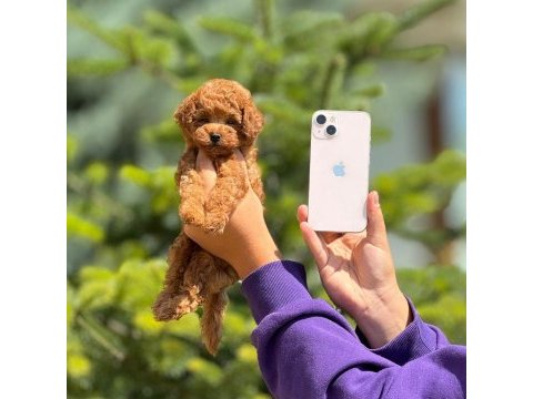 Toy poodle bebek köpekler