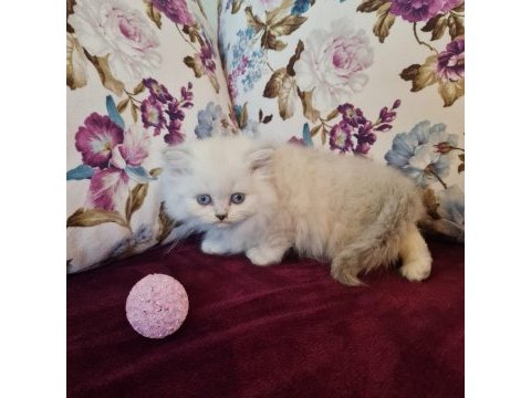 Sun kennels üretim çiftliğinden british shorthair