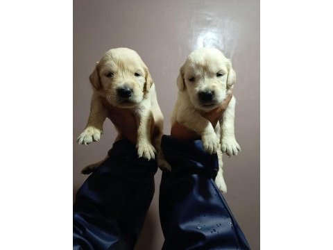 Orjinal golden retriever yavruları