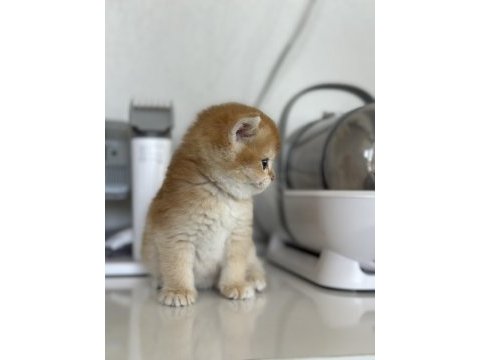 Orjinalşecereli ny12 british shorthair gold yavrum