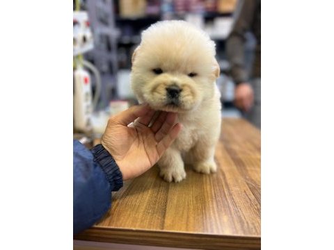Chow chow bebekler