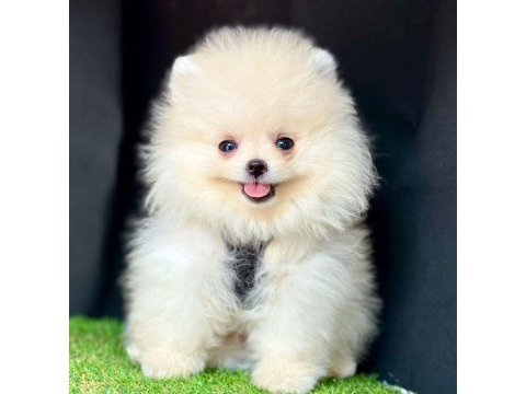 Sevimli pomeranian boo yavrularımız