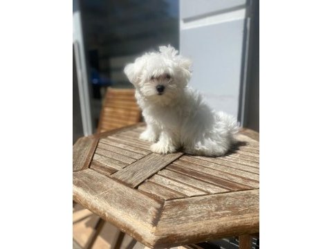 Maltese terrier yavruları bembeyaz kartopu