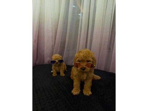 Teacup maltipoo 
