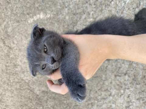 Scottish fold çocuklar yuva arıyor