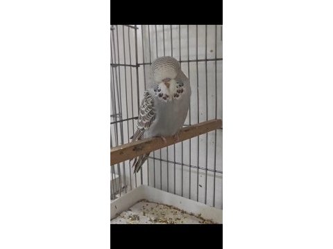 Üst düzey şov muhabbet kuşu yavrular