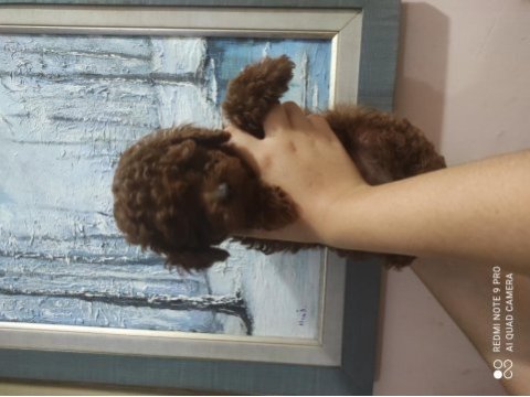 Kore poodle bebekler