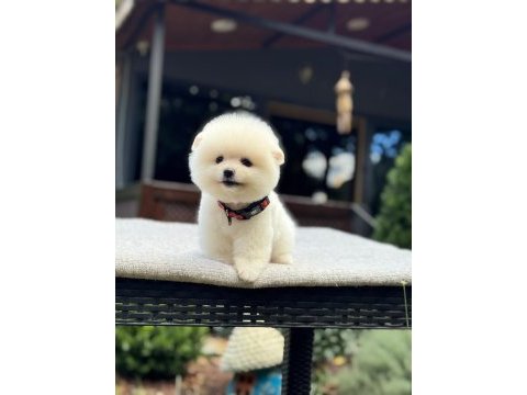 Orjinal pomeranian boo 
