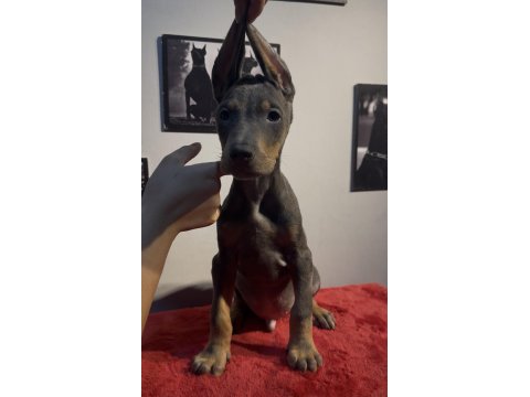 Baba albino egzotik blue renk doberman yavrular
