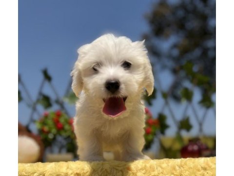 Harika güzellikte maltese terrier yavrular