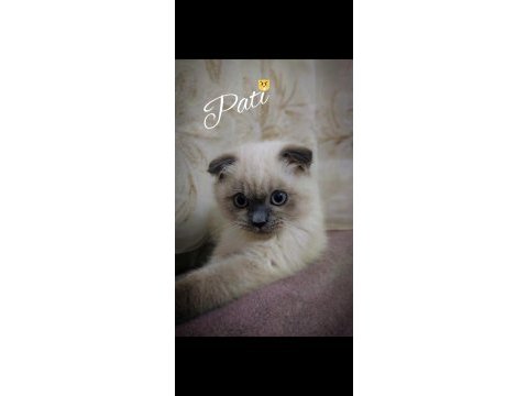 Scottish fold blue point (orijinal) 1 yaşında