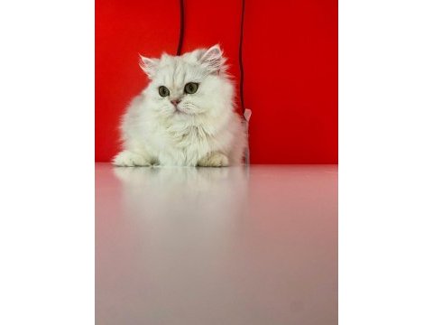 British longhair saf-kan zümrüt gözler