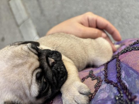Son kalan pug dişi
