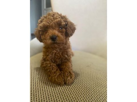 Toy poodle yavrularımız ömürlük aileleri bekliyor