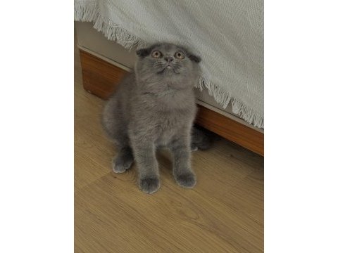 Yavru scottish fold