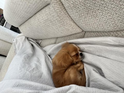4 aylık minik köpeğimizi sahiplendiriyoruz