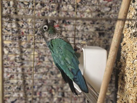 Dişi hazır greencheck konur papağanı