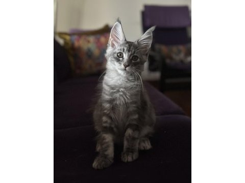 Safkan maine coon