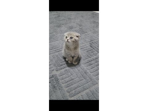 Scottish fold ve british shorthair 2 aylık yavrular..