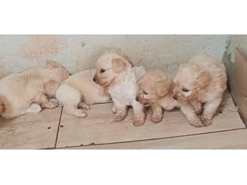 White terrier bebekler tatlımı tatlı