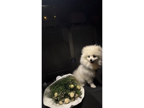 Pomeranian yavrumuz pamuğa yeni aile arıyoruz
