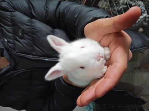 Yeni zelanda tavşan