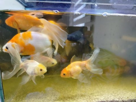 Tül kuyruk japon balıkları