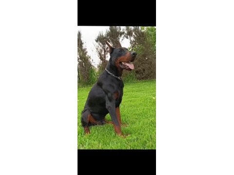 A secere safkan doberman yavrular
