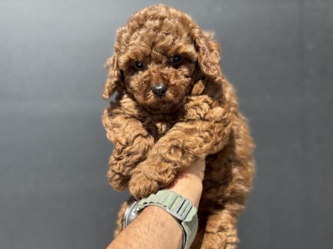 Ruhsatlı çiftlikde ziyarete açık toy poodle