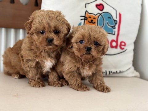 Ankarada wc eğitimli  kore maltipoo lar ziyarete açık
