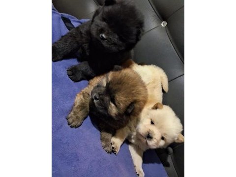 Rengarenk chow chow bebekler