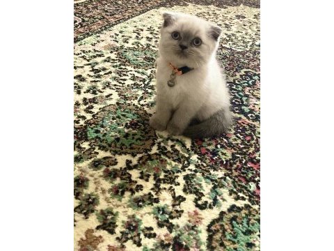 Scottish fold blue point