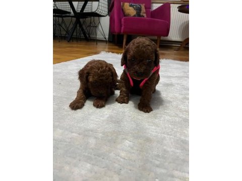 Toy poodle köpeğimiz