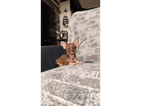 Kg garantili teacup chihuahua bebekler