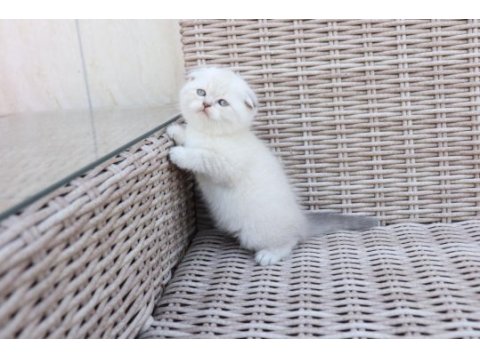 British shorthair ve scottish fold