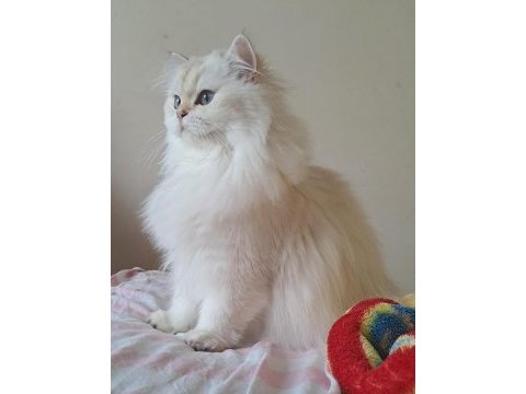 Full şecereli british longhair yetişkin dişi
