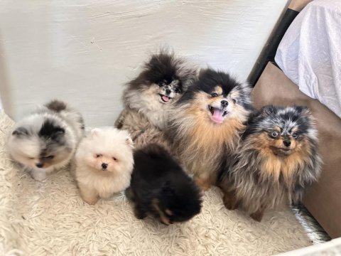 Pomeranian boo merle rengi