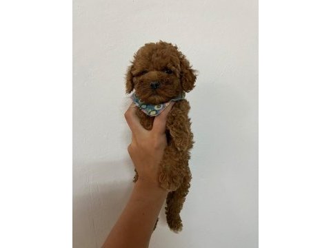 Toy poodle 2 aylık köpeğimiz