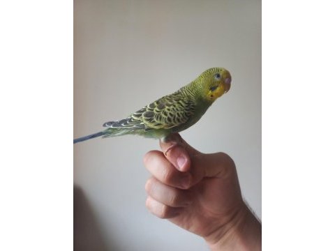 Yakışıklı muhabbet kuşu oğlum