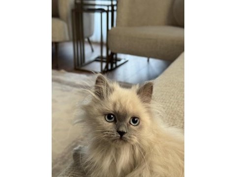 British longhair sevimli kedimiz
