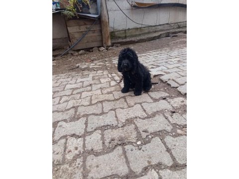 Toy poodle köpeği siyah