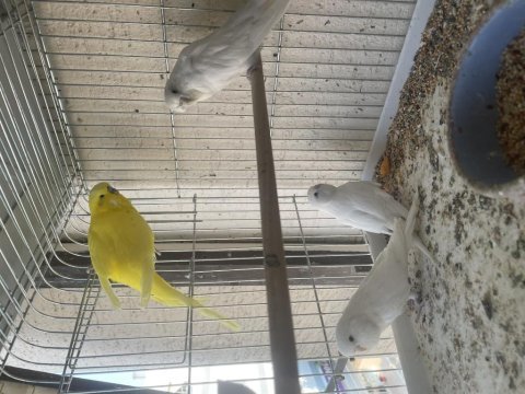 Yavru alınan albino lutino muhabbet kuşu çifti